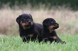 ROTTWEILER 634